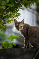 Brown Cat Sitting on Wall with Natural Green Background &ndash; Outdoor Portrait in Soft Natural Light