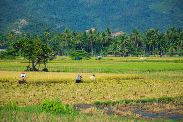 Farmers Working the Rice Fields Surrounded by Lush Greenery and Majestic Mountains