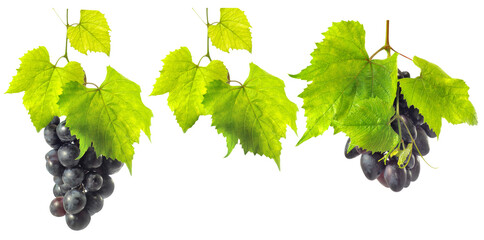 Grapes hanging from vines in a vineyard with green leaves during sunny weather isolated on transparent background, PNG file © cooperr