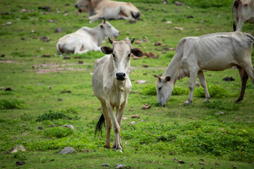 Herd of Cattle Grazing on Lush Green Meadow