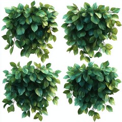 Fototapeta premium four lush hanging clusters of green leaves on white background evoking fresh calming natural serenity
