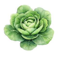 Obraz premium Simple watercolor cabbage, isolated on a white background. PNG