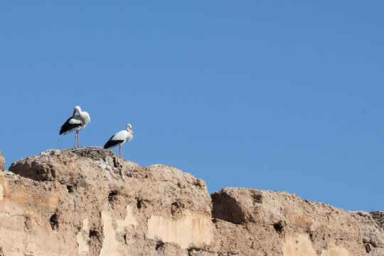 Two storks stand on a crumbling mud brick wall of Palais El Badi against a clear blue sky. Palais El Badi,Marrakech,Morocco