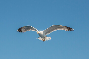 Obraz premium Seagull in flight over the sea in Greece.