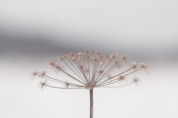Delicate dried plant against soft blurred background. Neutral colors, minimal aesthetic, perfect for wallpaper, screensaver or abstract nature background.