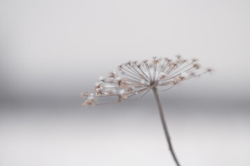 Minimal botanical background with dried wildflower stem and soft neutral tones. Shallow depth of field, calm and airy composition ideal for wallpaper, background or minimalist design.