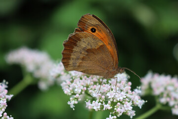 Fototapeta premium Close-up of Maniola jurtina butterfly on a white flower in the meadow. Also called Meadow brown butterfly