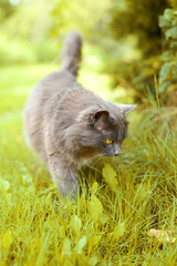 Fluffy gray cat walking on green summer grass