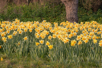 Obraz premium Daffodils in the gardens along Southend seafront, Southend-on-Sea, Essex, England, United Kingdom