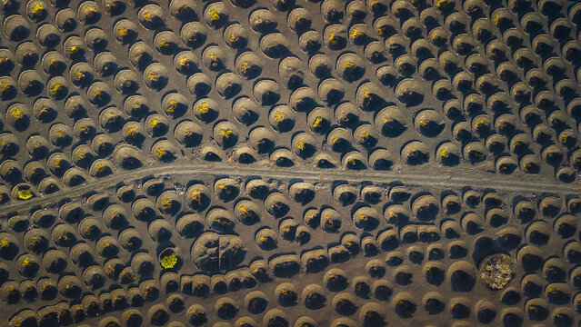 Aerial view of circular vineyards, their dark earth contrasting with the vibrant green foliage, creating a mesmerizing geometric pattern from above, Lanzarote, Canarias, Spain.