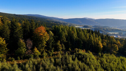 Fototapeta premium An aerial view of an evergreen pine forest in autumn in Redwood National Park, California, USA. A drone flies over the wild forest. The view extends to the treetops.