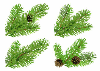 Obraz premium Four evergreen branches with pinecones a seasonal botanical illustration