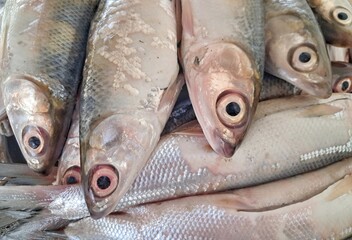 High angle close up of fresh milkfish pile, silver raw fish in traditional market, healthy seafood protein source. Fresh raw milkfish or Chanos chanos at local seafood market. © Fiqih