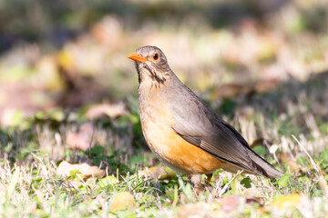 Kurrichane thrush (Turdus libonyana) foraging on grass, Limpopo, South Africa