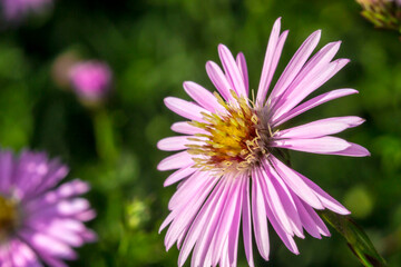 Obraz premium Belgian aster on a blurred background. colorful plant photo. natural beauty. close-up. free space. space for text.