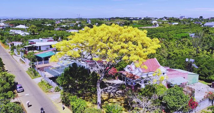 Aerial view of a yellow poinciana tree in brilliant bloom inside the garden of a country villa. This large yellow flowering tree (parahyba) is native to Brazil and also grows in Bao Loc, Vietnam.