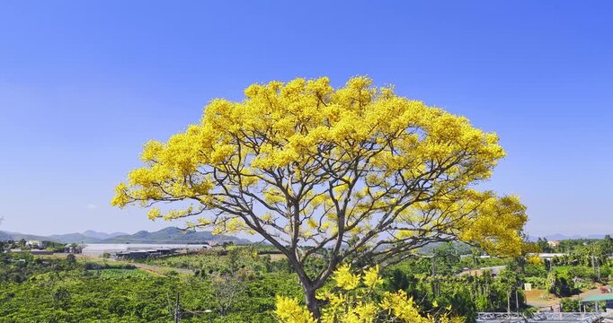 Aerial view of Yellow poinciana tree bloom brilliantly along the roadside. The big yellow flowering tree is native to Brazil and also grown in Bao Loc, Vietnam