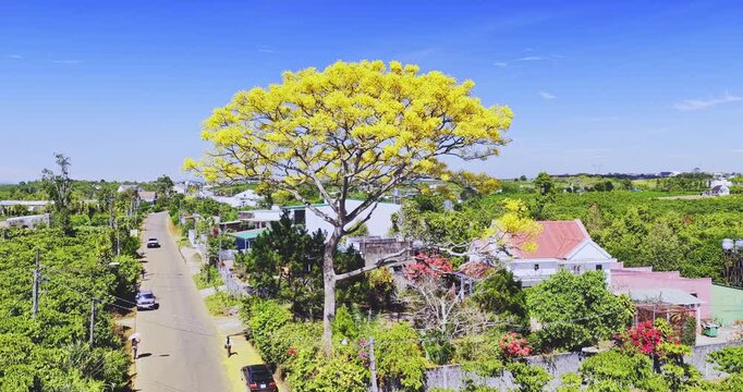 Aerial view of Yellow poinciana tree bloom brilliantly along the roadside. The big yellow flowering tree is native to Brazil and also grown in Bao Loc, Vietnam