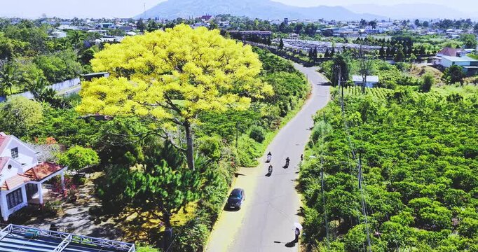 Aerial view of Yellow poinciana tree bloom brilliantly along the roadside. The big yellow flowering tree is native to Brazil and also grown in Bao Loc, Vietnam