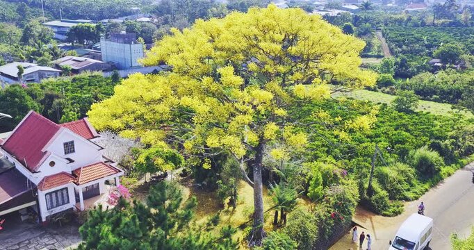 Aerial view of a yellow poinciana tree in brilliant bloom inside the garden of a country villa. This large yellow flowering tree (parahyba) is native to Brazil and also grows in Bao Loc, Vietnam.