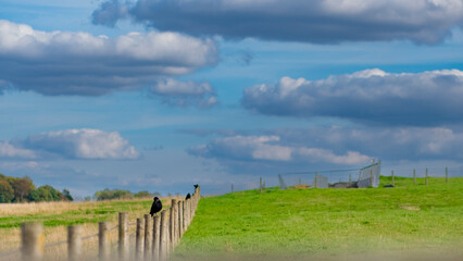 Obraz premium Black crow on a standing on a wooden wall in a beautiful green landscape with beautiful cloudscape