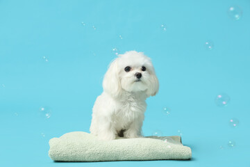 Cute Maltese dog with towel and soap bubbles on blue background