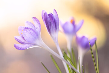 Zbliżenie na fioletowe krokusy, symbol budzącej się wiosny © mycatherina