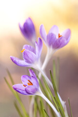 Zbliżenie na fioletowe krokusy, symbol budzącej się wiosny © mycatherina