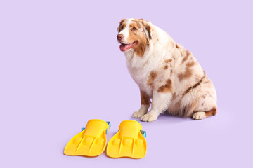 Cute Australian Shepherd dog with flippers on lilac background. Tourism concept © Pixel-Shot