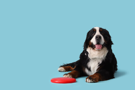 Cute fluffy dog with frisbee on blue background