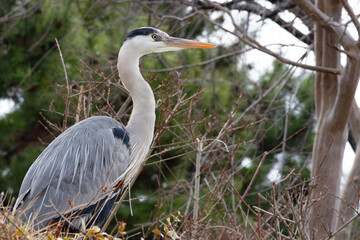 婚姻色の嘴のアオサギ。繁殖期のアオサギ。木のある冬の風景。