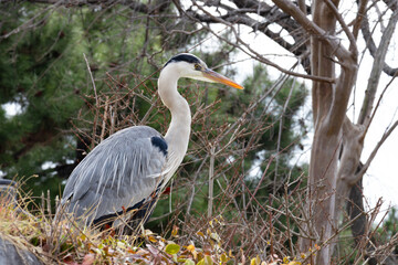 婚姻色の嘴のアオサギ。繁殖期のアオサギ。木のある冬の風景。