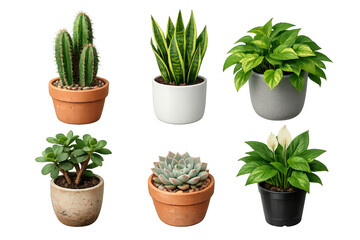 Obraz premium Various potted houseplants creating a collection of green decor for home or office, transparent background with clipping path