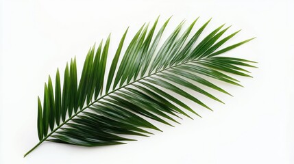 Obraz premium single long green palm frond on white background conveying a fresh serene minimalist mood