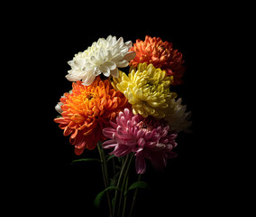 Colorful chrysanthemum bouquet with white, yellow, orange and pink blooms isolated on black background, dramatic studio lighting highlighting texture, elegance, and autumn floral beauty.
