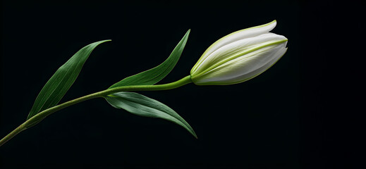 Single white lily bud with green leaves isolated on black background, elegant minimal botanical scene symbolizing purity, serenity, and natural beauty with copy space for design.