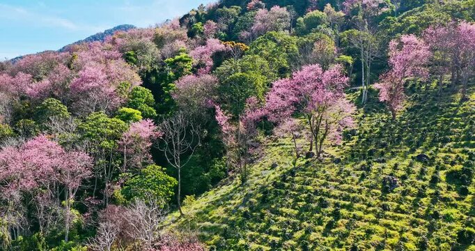 Forest full of wild sakura is blooming in springtime 2026 in the highlands of Da Lat, Vietnam. The change in the color of the primeval forest heralds the peaceful arrival of spring