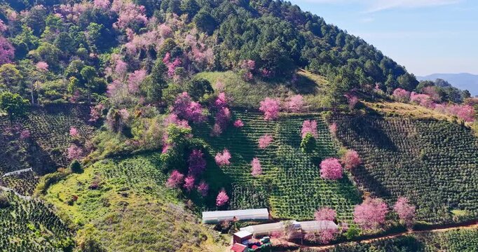 Forest full of wild sakura is blooming in springtime 2026 in the highlands of Da Lat, Vietnam. The change in the color of the primeval forest heralds the peaceful arrival of spring