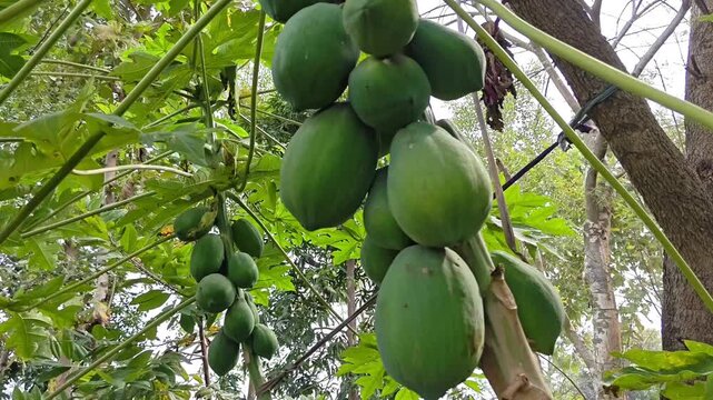 Close up of papaya tree and fruits
