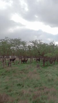 Slow motion, group of Red deer (Cervus elaphus) walks through an autumn forest-steppe on cloudy day. Deer stroll through natural European autumn landscape with steppe and trees. 