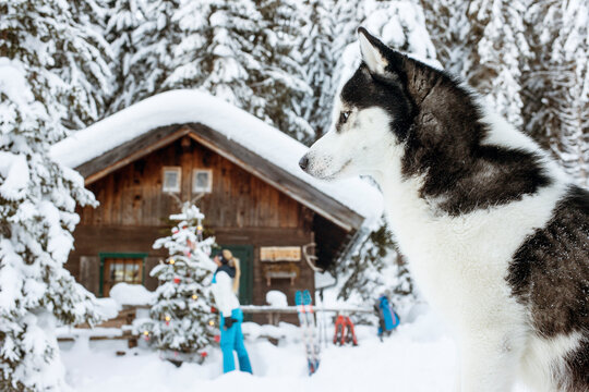 Austria, Altenmarkt-Zauchensee, dog in snow with woman at hut in background