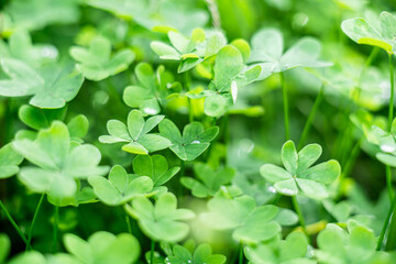 Close-up of lush green clover leaves with dew drops. The vibrant foliage creates a fresh and natural atmosphere, ideal for themes of nature and growth.