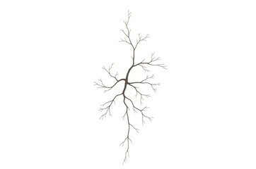Obraz premium Branching Plant Structure Isolated on White