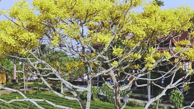 Yellow poinciana blooming brilliantly tree. The big yellow flowering tree  is native to Brazil in the southern region and is grown in Bao Loc, Vietnam.