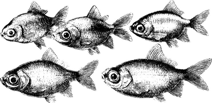 Vintage hand-drawn lanternfish illustration set for retro design