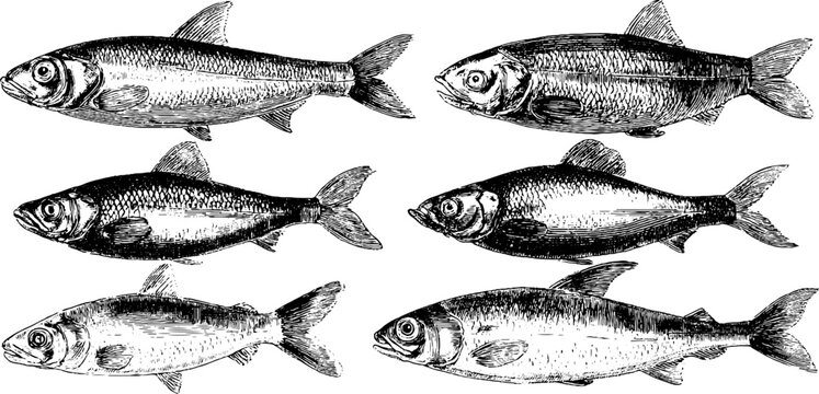Vintage engraved illustration of deep sea lanternfish set for marine design projects