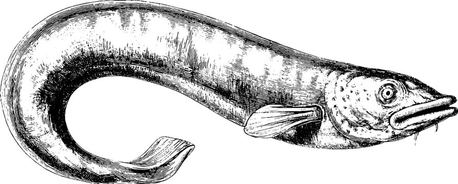 Vintage engraved illustration of gulper eel in black bold lines