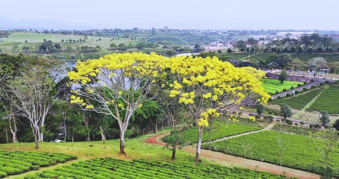 Yellow poinciana blooming brilliantly tree. The big yellow flowering tree  is native to Brazil in the southern region and is grown in Bao Loc, Vietnam.