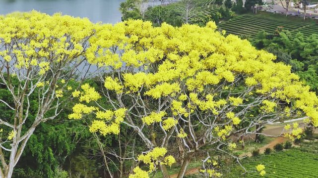 Yellow poinciana blooming brilliantly tree. The big yellow flowering tree  is native to Brazil in the southern region and is grown in Bao Loc, Vietnam.