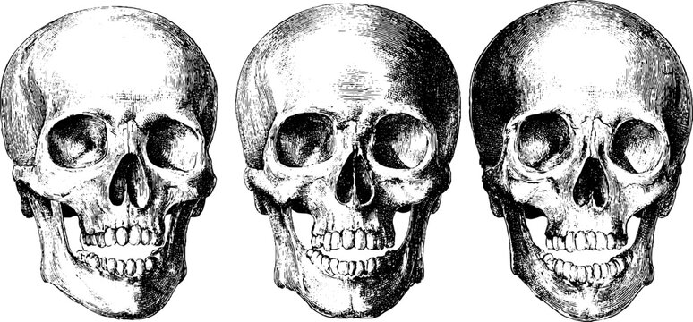 Vintage skeleton masks in engraved illustration set for halloween design